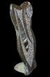 Fossil Goniatite & Orthoceras Sculpture - #70746-1
